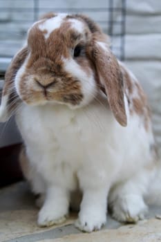 Portrait of a small dwarf rabbit, a ram.