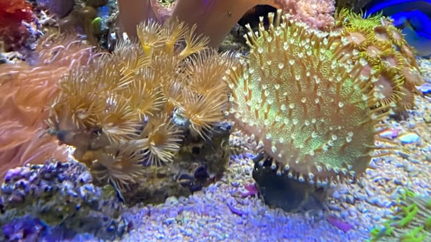 The most diverse types and shapes of corals in a marine tank.