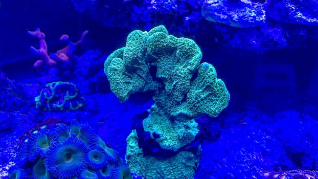 The most diverse types and shapes of corals in a marine tank.