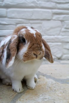 Portrait of a small dwarf rabbit, a ram.