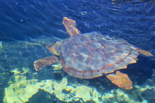 A sea turtle in the water, portrait of a sea turtle.