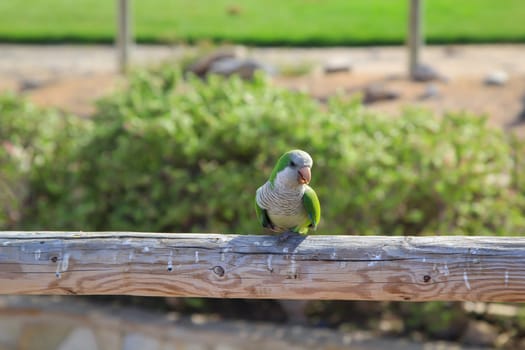 Portrait, close up of monk parakeet on Fuerteventura.