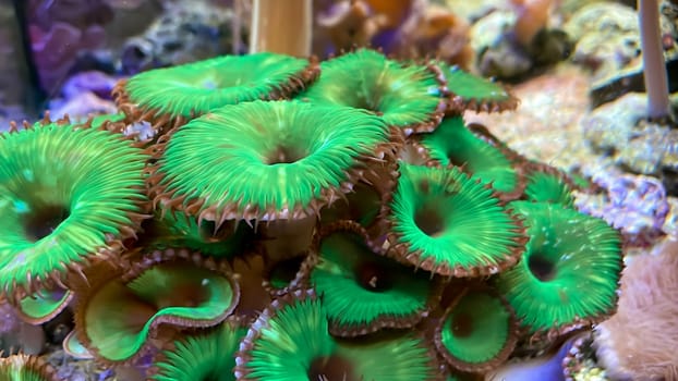 The most diverse types and shapes of corals in a marine tank.