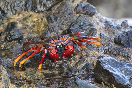 A red cliff crab or red rock crab on a rock by the sea.