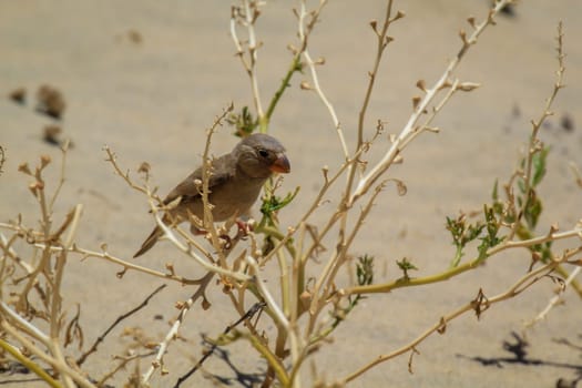 A desert bullfinch or desert trumpeter, Bucanetes githagineus in search of grub.