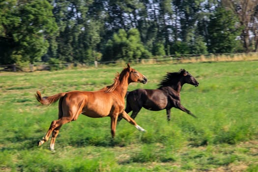 A horse, a herd of horses grazing in a paddock.