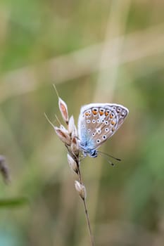 A blue butterfly on a grass plant. There are many species of blue butterflies.