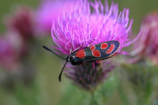 A red ram, Zygaena indet on the flower of a milk thistle.