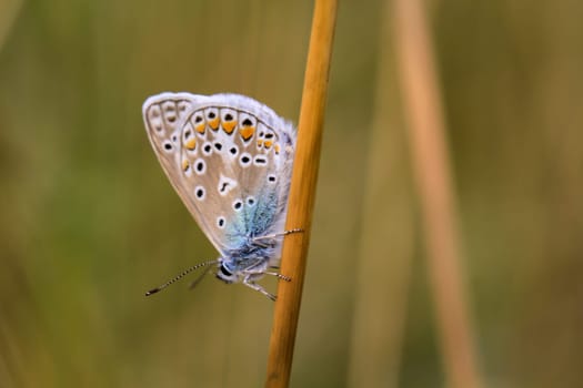 A blue butterfly on a grass plant. There are many species of blue butterflies.