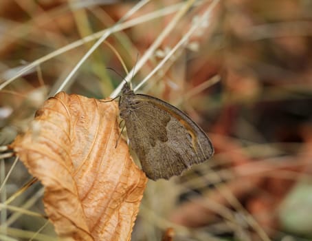 A large oxeye (Maniola jurtina) on a grass plant.