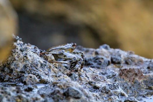 A green brownish crab on a rock by the sea.