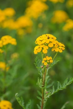 The yellow flower of a tansy, Wrumkraut, Tanacetum vulgare on a meadow.