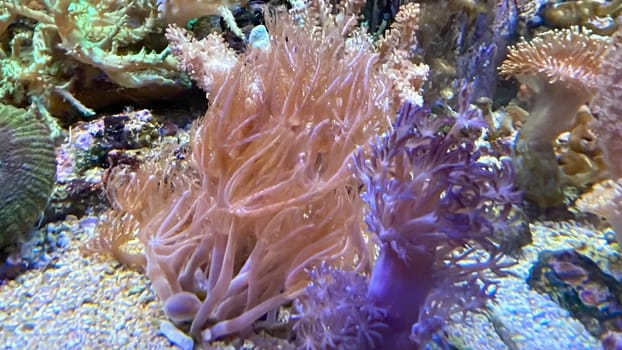 The most diverse types and shapes of corals in a marine tank.