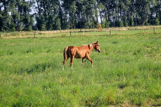 A horse, a herd of horses grazing in a paddock.