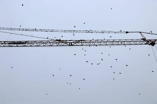 On a crane migratory birds meet for departure to the south