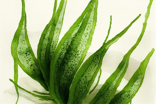 Illustrative image of Laminaria digitata (Algae). Algae is an informal term for a large and diverse group of photosynthetic eukaryotic organisms.