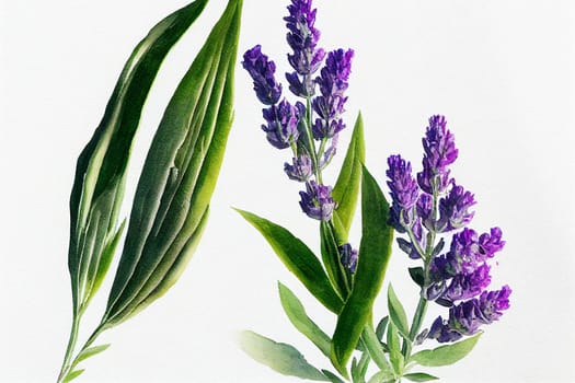 Watercolor illustration of lavender on a white background. Lavandula (common name lavender) is a genus of 47 known species of flowering plants in the mint family, Lamiaceae.