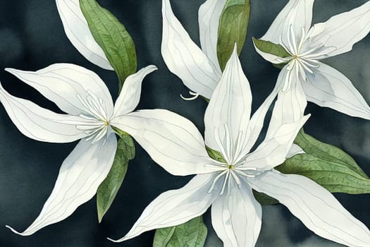 Jasminum officinale, common jasmine. Jasmine is a genus of shrubs and vines in the olive family (Oleaceae).