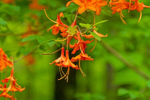Flame Azalea in the Spring in the Mountains Along the Blue Ridge Parkway in North Carolina