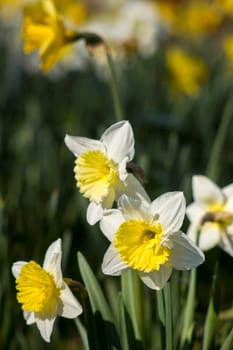 The daffodil, Narcissus pseudonarcissus, yellow and white narcissus flowers in a park, springtime