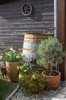 rustic garden -  blooming spring flowers - narcissus flowers in clay pots
