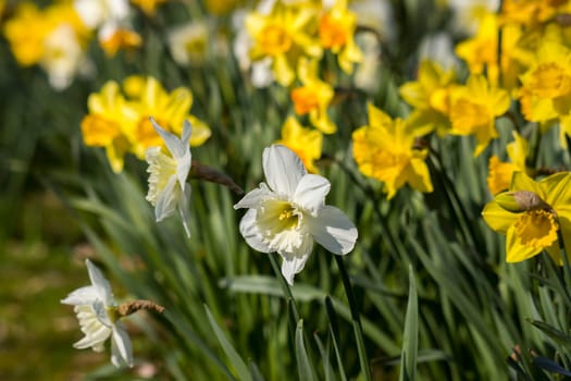 The daffodil, Narcissus pseudonarcissus, yellow and white narcissus flowers in a park, springtime