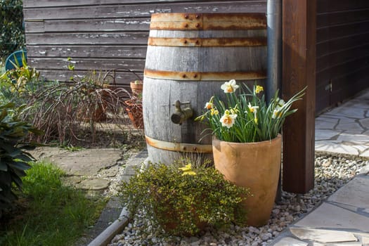 rustic garden -  blooming spring flowers - narcissus flowers in clay pots