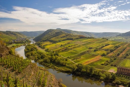 Moselle River in Germany, view of Calmont village and vineyards in the Mosel river valley, Germany