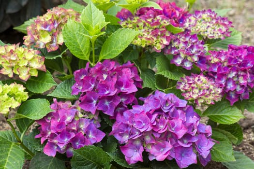 violet hortensia flowers in a garden