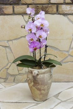 Beautiful pink orchid in a flowerpot - phalaenopsis