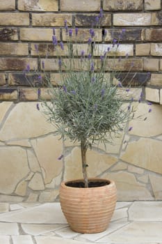 lavender flowers in a clac pot