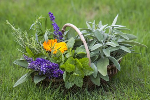 Freshly harvested herbs in a basket in the garden