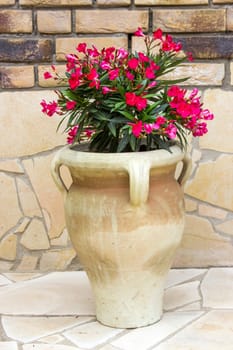 oleander flowers in a clay amphora
