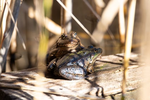 Aga toad, bufo marinus sitting on a tree log, amphibian inhabitant in wetland eco system, Haff Reimech