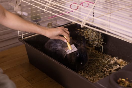 Black little rabbit is shedding. Girl combs his fur with special comb. Care of pets