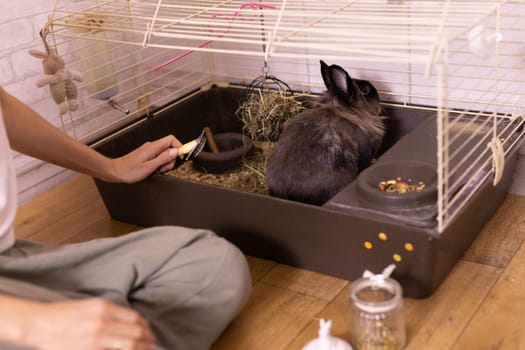 Black little rabbit is shedding. Girl combs his fur with special comb. Care of pets