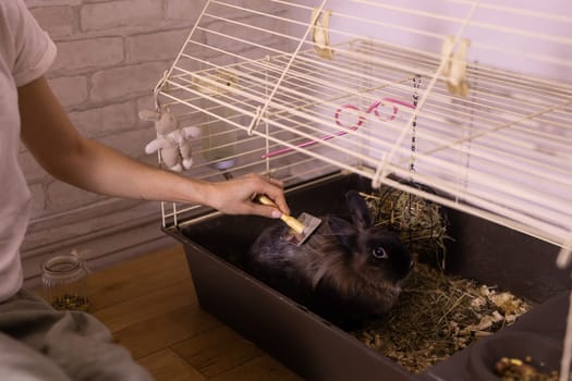 Black little rabbit is shedding. Girl combs his fur with special comb. Care of pets