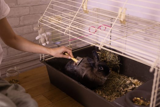Black little rabbit is shedding. Girl combs his fur with special comb. Care of pets