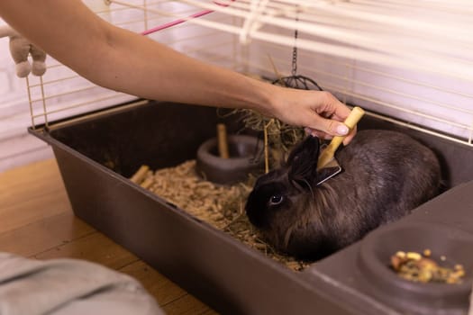 Black little rabbit is shedding. Girl combs his fur with special comb. Care of pets