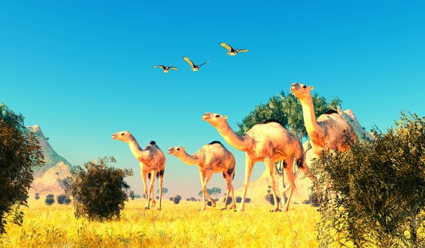 Herbivorous Camelops lived in North America during the Pleistocene Period,. Three Red-tailed Hawks fly over a herd walking through the brush.
