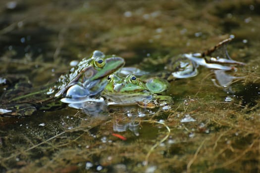Battle of the quaking pond frogs