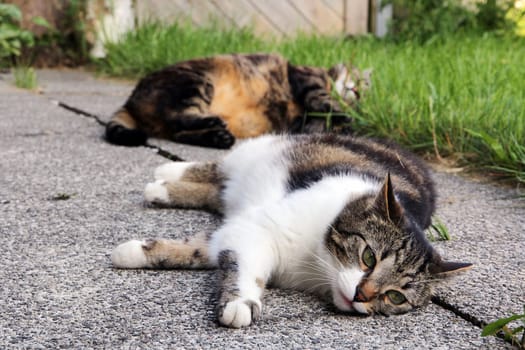 Two sleeping cats in summer. Two tired cats lie on the ground
