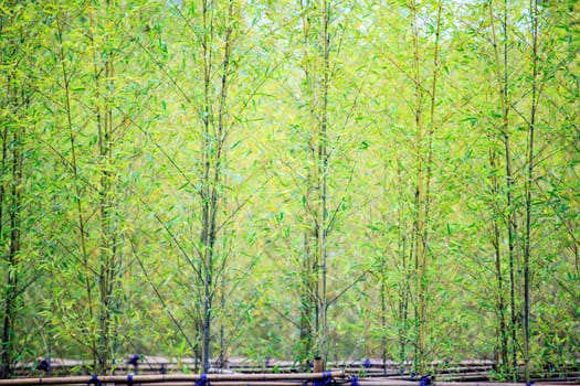 Bamboo for adv or others purpose use