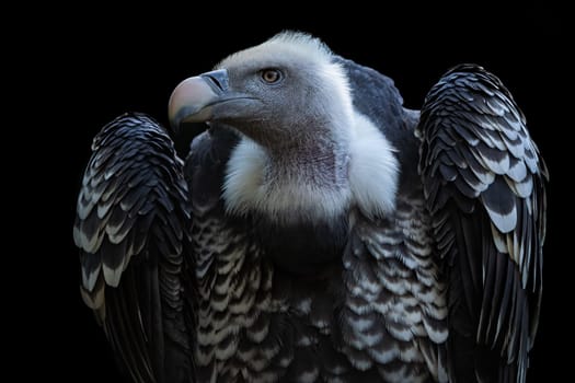 Ruppell's griffon vulture (Gyps rueppellii) isolated on black background