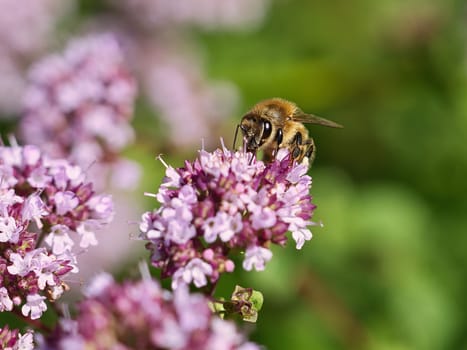 Honey bee collecting nectar on a flower of the flower butterfly bush. Busy insects from nature. From bees we harvest the honey. Animal photo from nature