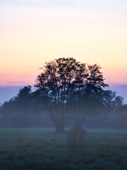 at dawn, mystical sunrise with a tree on the meadow in the mist. Warm colors from nature. Landscape photography in Brandenburg