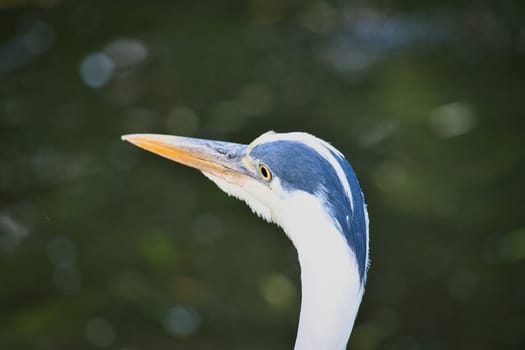 Grey heron in portrait. Detailed picture of the bird. Animal photo from nature. Photo from a park