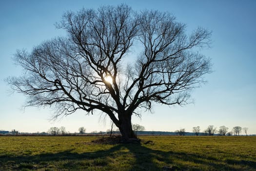 lonely tree on field in winter