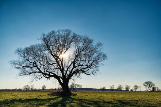 lonely tree on field in winter