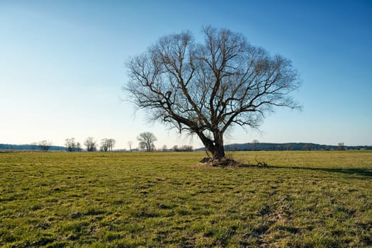 lonely tree on field in winter
